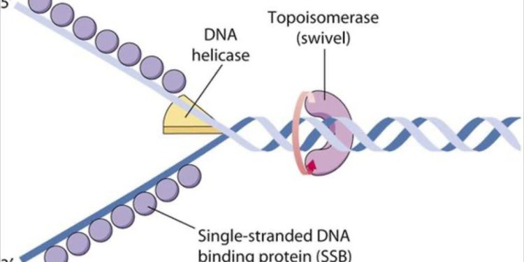 Ý nghĩa của quá trình nhân đôi ADN