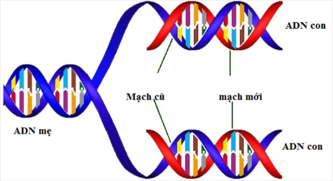 Tác động của quá trình nhân đôi ADN đến sự phát triển của sinh vật