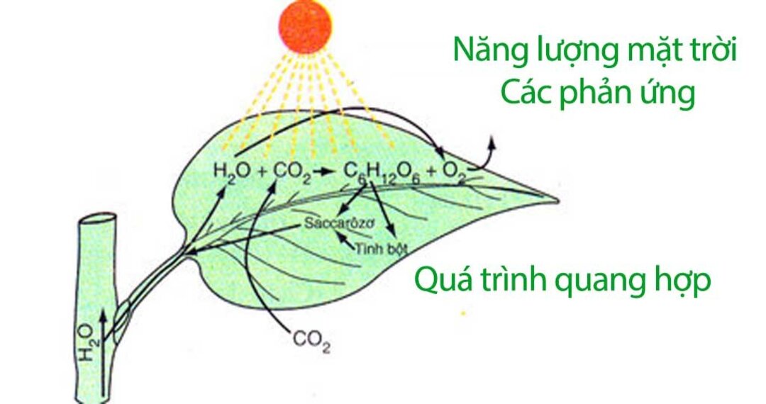 Tìm hiểu về Carotenoit trong Quang Tổng Hợp: Cách Nhận Biết