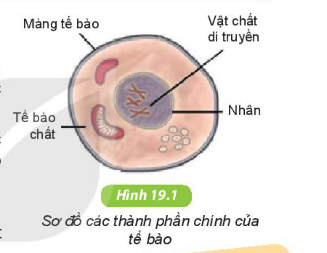 Cách thức trao đổi thành phần giữa các tế bào