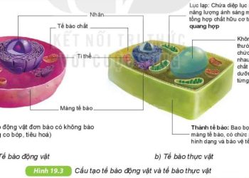Giới thiệu về các thành phần cơ bản của tế bào