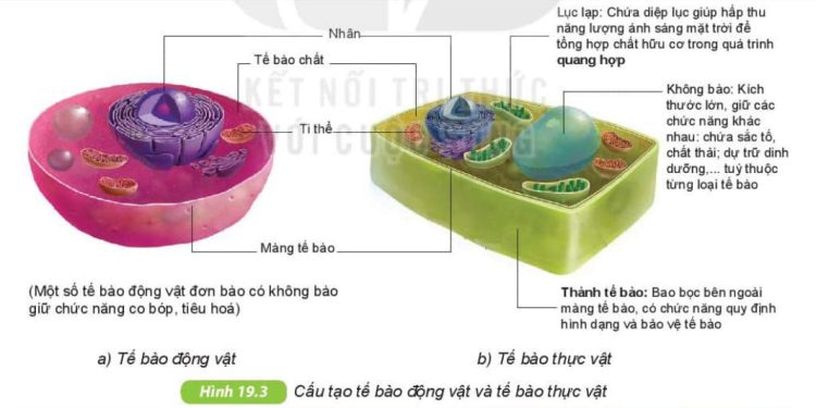 Giới thiệu về các thành phần cơ bản của tế bào