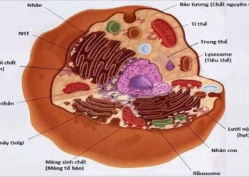 Ảnh hưởng của tế bào đến sức khỏe con người
