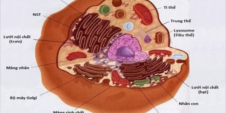 Ảnh hưởng của tế bào đến sức khỏe con người