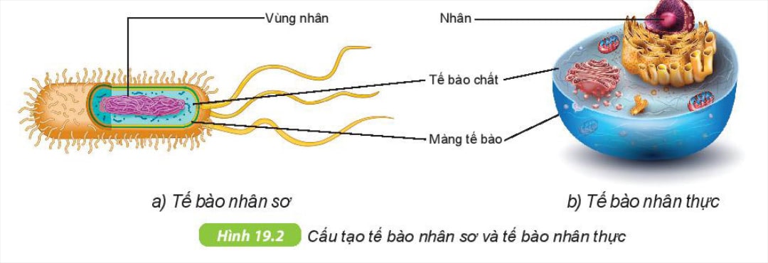 Tế bào là gì?