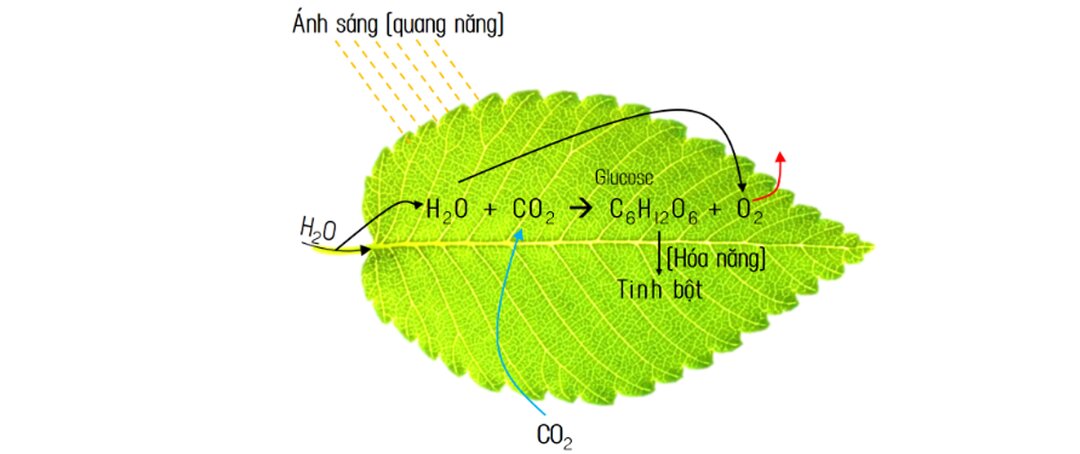Tại Sao Lá Cây Có Khả Năng Quang Tổng Hợp?