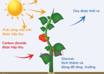Ảnh Hưởng Của Thời Tiết Và Môi Trường Vào Quang Tổng Hợp Của Lá Cây