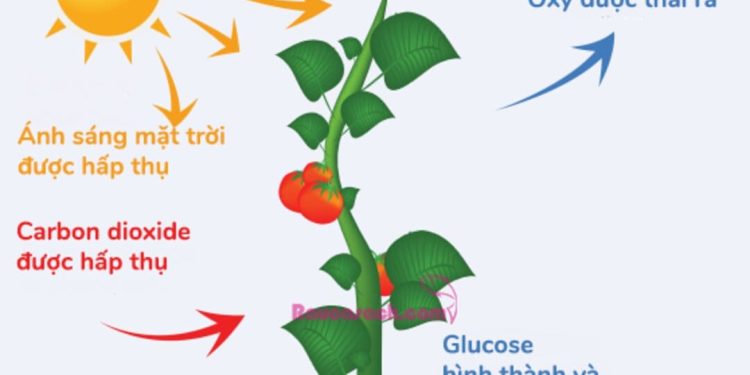 Ảnh Hưởng Của Thời Tiết Và Môi Trường Vào Quang Tổng Hợp Của Lá Cây