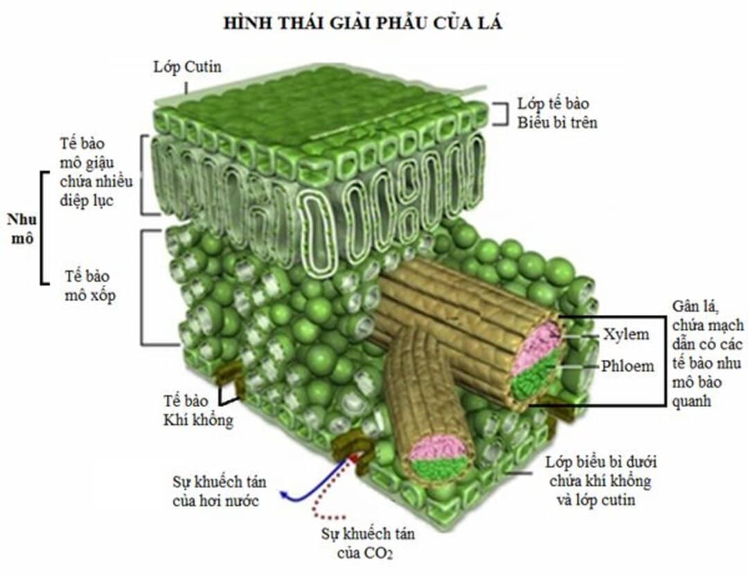 Diệp Lục trong Quá Trình Quang Hợp: Cơ Chế Hoạt Động