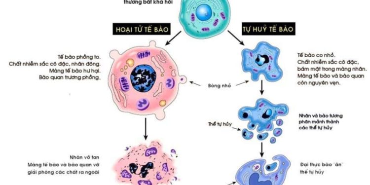 Cách phòng tránh và điều trị hỏng tế bào để bảo vệ sức khỏe của bạn