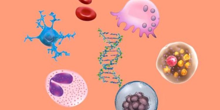 Phân loại tế bào theo hình dạng và kích thước