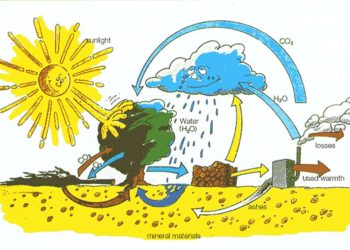 Cách Quản Lý Quang Hợp Để Tối Ưu Hóa Sự Phát Triển Của Cây Xanh