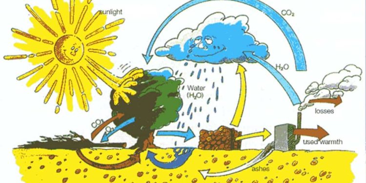 Cách Quản Lý Quang Hợp Để Tối Ưu Hóa Sự Phát Triển Của Cây Xanh