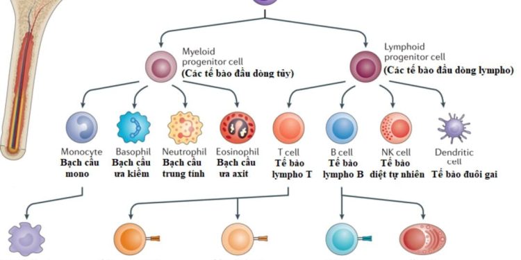 Các loại tế bào trong cơ thể con người