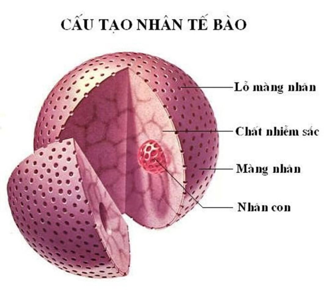 Những biến đổi và rủi ro liên quan đến tế bào trong cơ thể con người